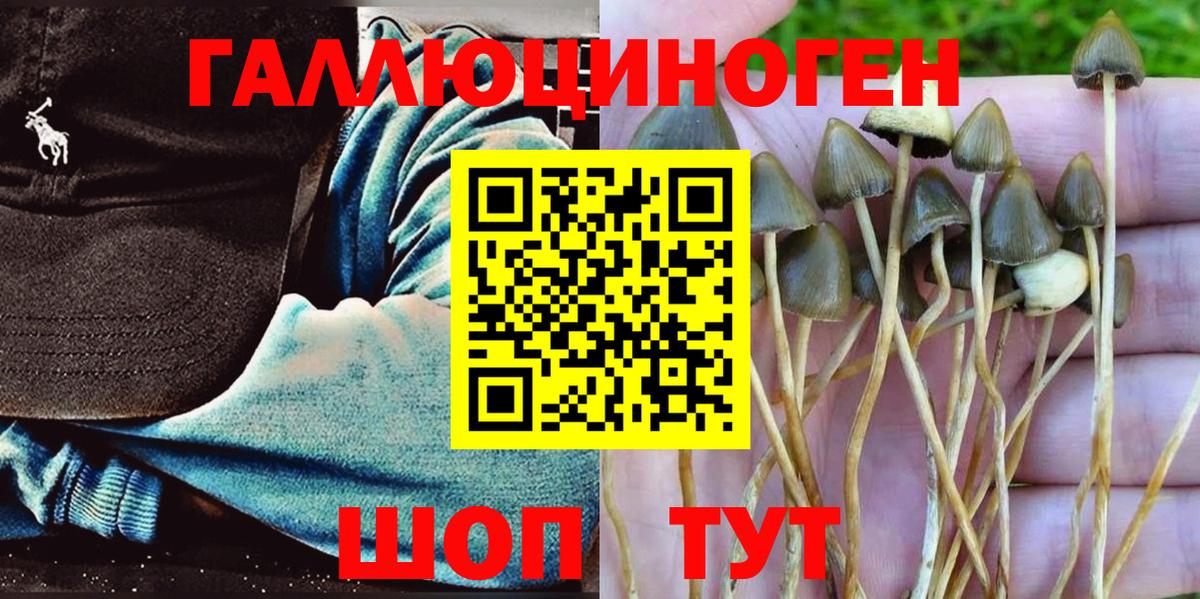 Псилоцибиновые грибы Psilocybe Ртищево